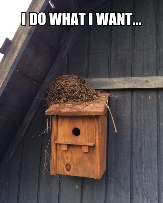 Funny places birds build nests