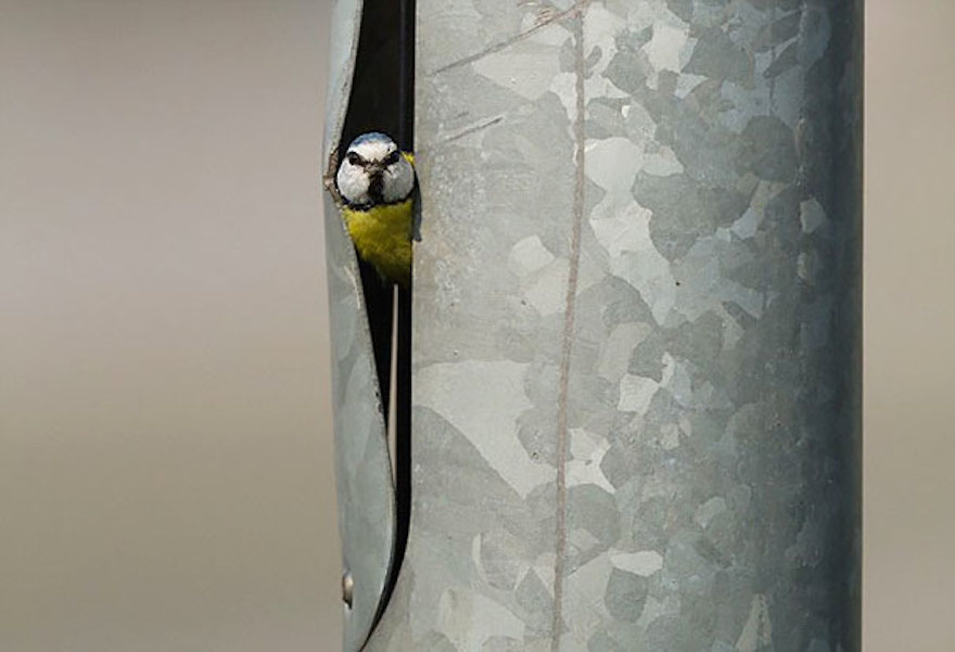 Funny places birds build nests