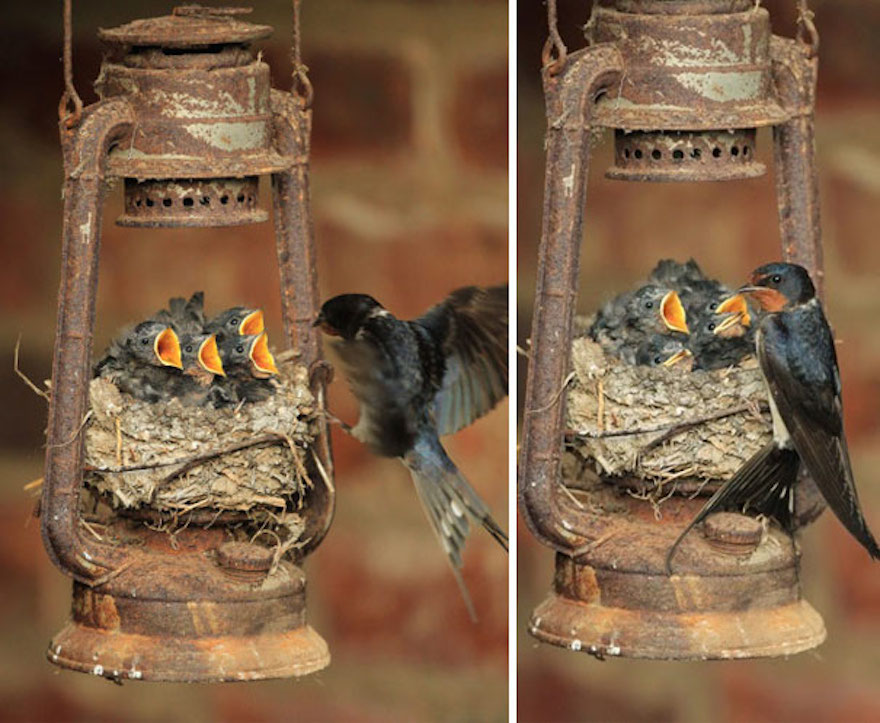 Funny places birds build nests