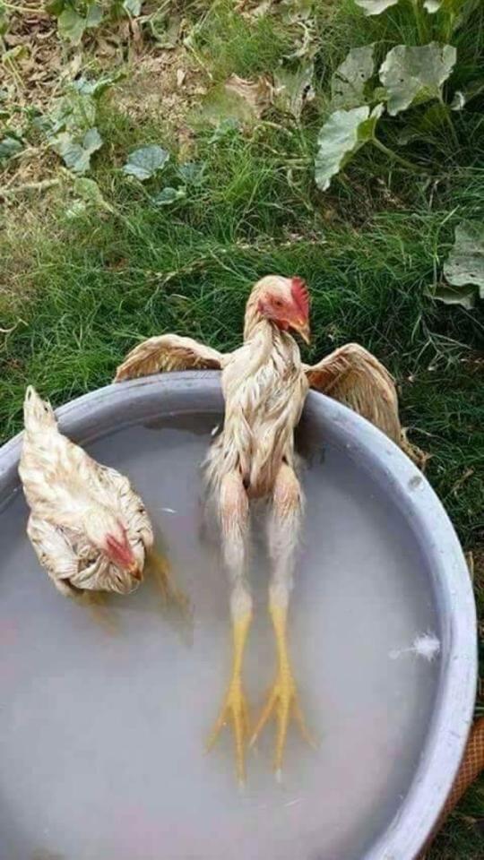 It's so hot in New Orleans, chickens are boiling themselves.