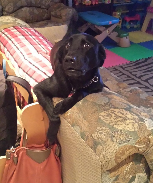 Caught red pawed trying to pick pocket the bones in this purse