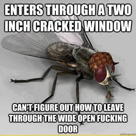 flies memes - Enters Through A Two Inch Cracked Window Cant Figure Out How To Leave Through The Wide Open Fucking Door