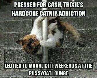 cat pole dancing - Pressed For Cash, Trixie'S Hardcore Catnip Addiction Led Her To Moonlight Weekends At The Pussycat Lounge