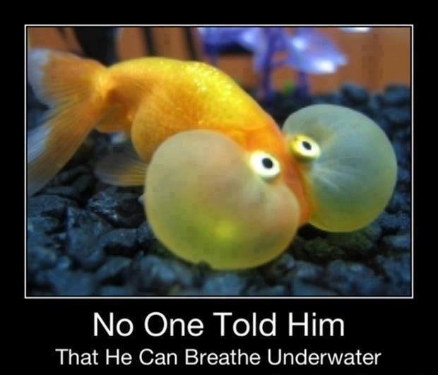 no one told him he can breathe underwater - 'No One Told Him That He Can Breathe Underwater
