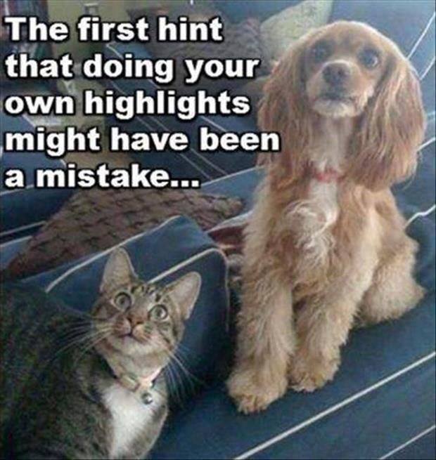 highlights funny - The first hint that doing your own highlights might have been a mistake...
