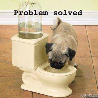 toilet dog bowl - Problem solved