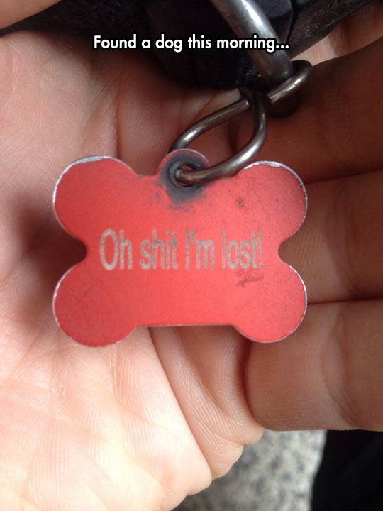 funny dog name tags - Found a dog this morning... Oh shinam 0