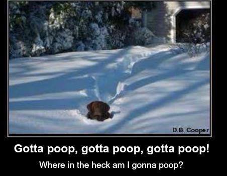 dog in snow gotta poop - D.B. Cooper Gotta poop, gotta poop, gotta poop! Where in the heck am I gonna poop?
