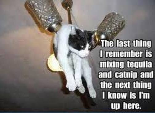 funny animal memes - The last thing I remember is mixing tequila and catnip and the next thing I know is I'm up here.