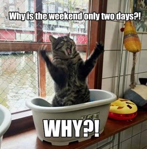 weekend cat - Why is the weekend only two days?! Why?!