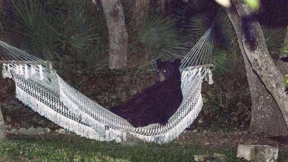 No, I changed my mind. I don't need to rest  in my hammock