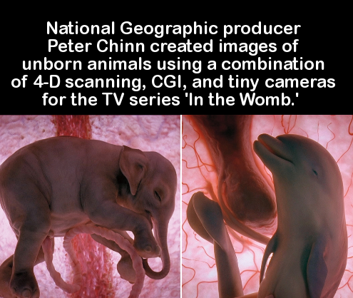 national geographic animals - National Geographic producer Peter Chinn created images of unborn animals using a combination of 4D scanning, Cgi, and tiny cameras for the Tv series 'In the Womb.'