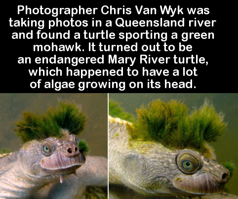 reptile - Photographer Chris Van Wyk was taking photos in a Queensland river and found a turtle sporting a green mohawk. It turned out to be an endangered Mary River turtle, which happened to have a lot of algae growing on its head.