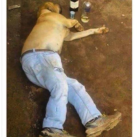 passed out dog with pants