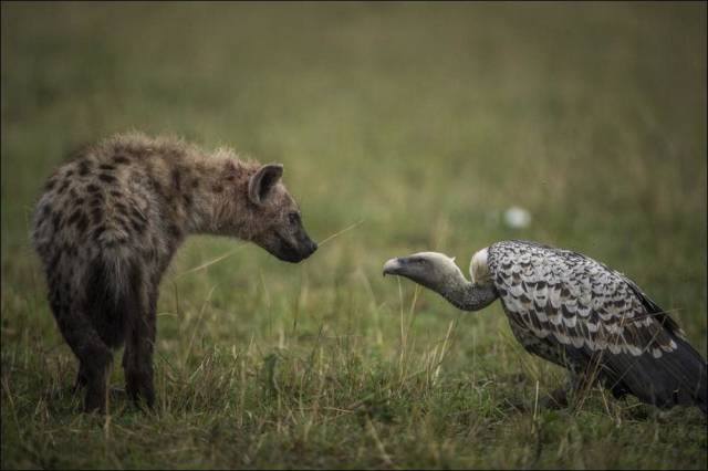 hyena and vulture