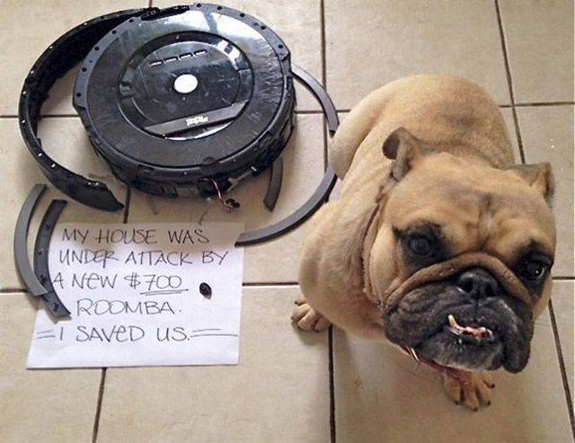 dog and robotic vacuum - My House Was Under Attack By A New $700 . Roomba I Saved Us.