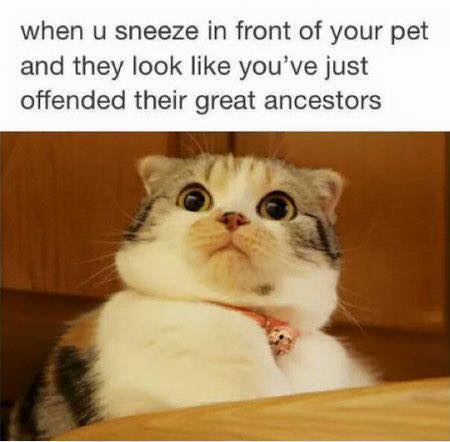 offended cat - when u sneeze in front of your pet and they look you've just offended their great ancestors