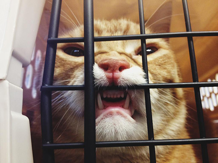 Cats who don't want to see their vets
