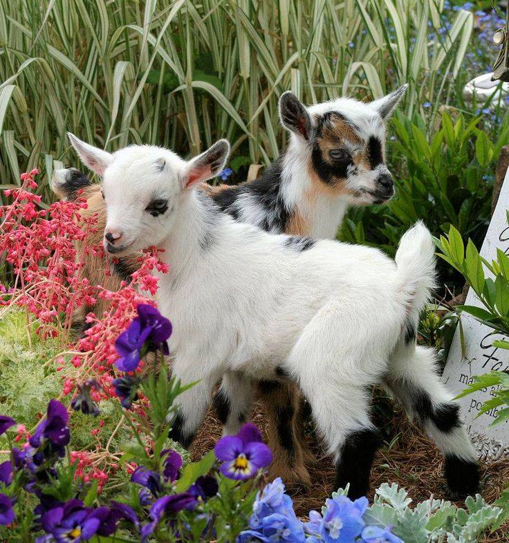 Goats in the garden!!!
