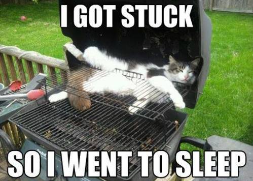 funny cat stuck - I Got Stuck Soi Went To Sleep