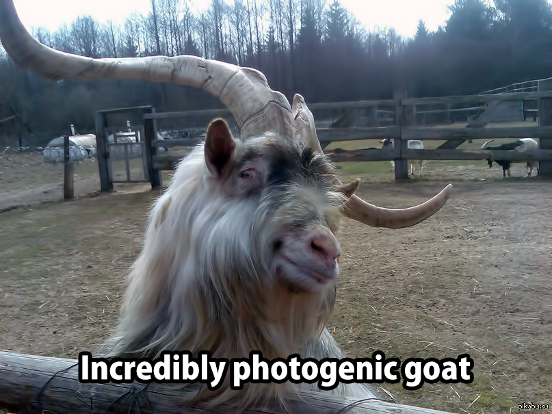 sexy goat meme - Incredibly photogenic goat pikebumu