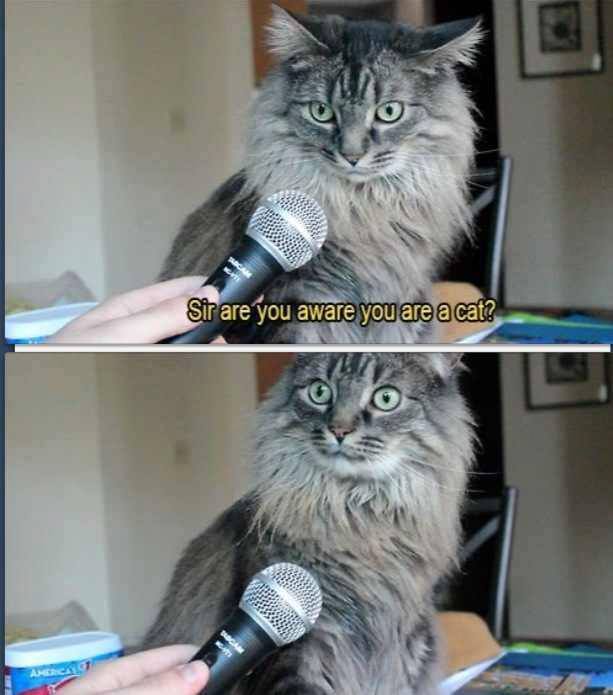 cat interview - Sir are you aware you are a cat?