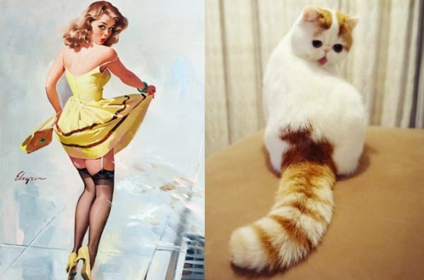 Pinups and cats