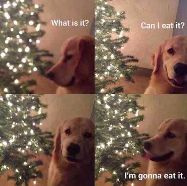 Holiday funnies and relatables