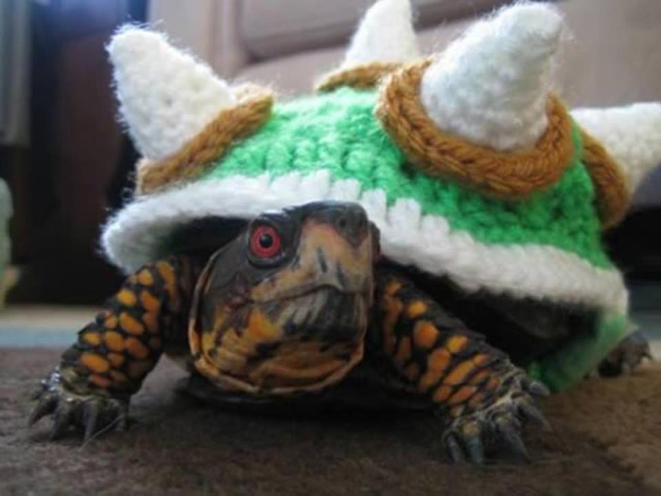 cute tortoise costumes