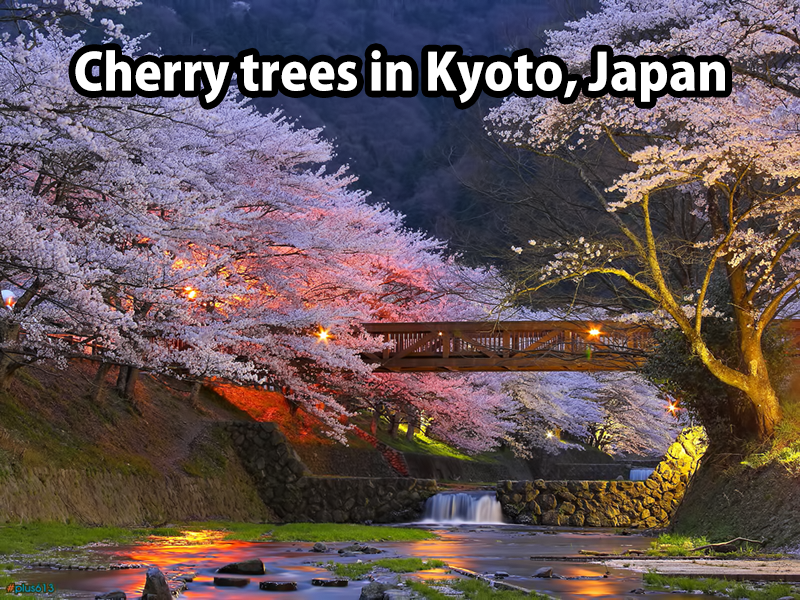 sakura trees waterfall - Cherry trees in Kyoto, Japan