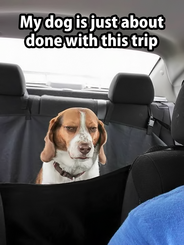 judging dog meme - My dog is just about done with this trip
