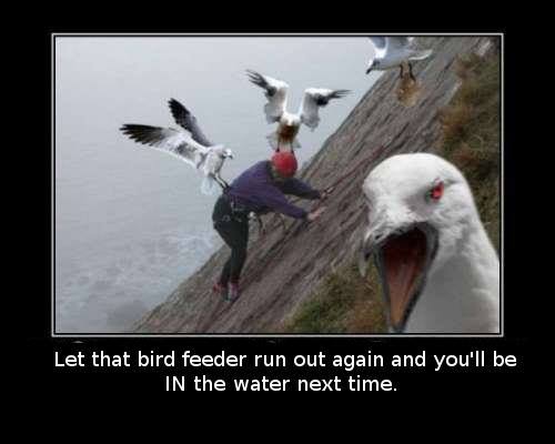 birds attacking humans - Let that bird feeder run out again and you'll be In the water next time.
