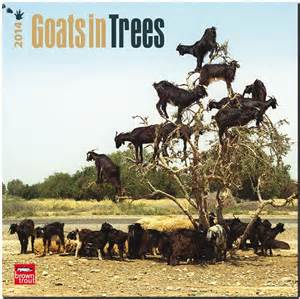 goats in a tree - Goats in Trees