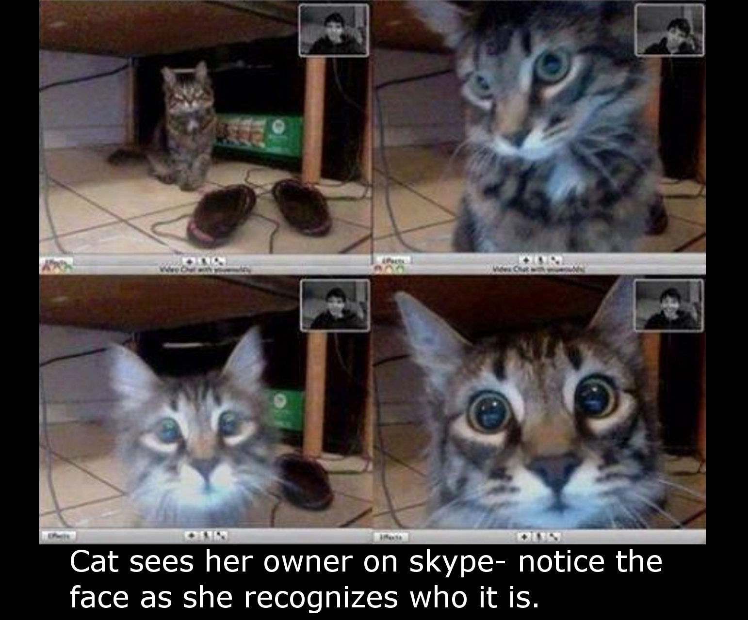 cat video chat - Cat sees her owner on skype notice the face as she recognizes who it is.