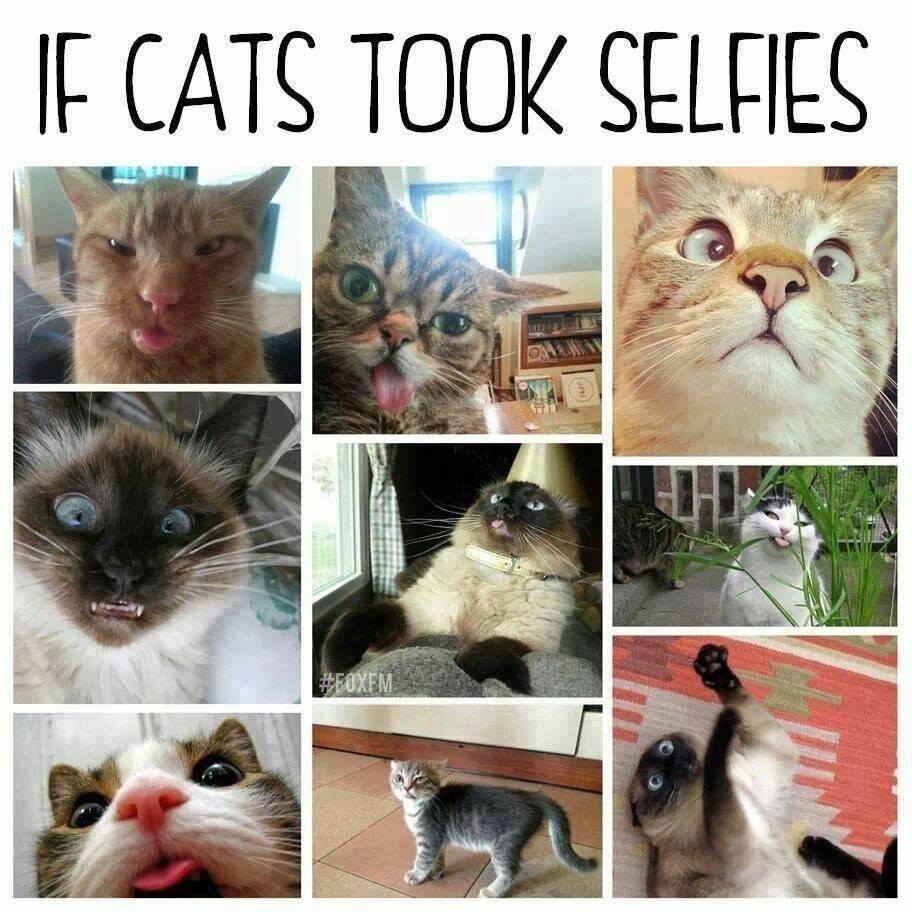 if cats took selfies - If Cats Took Selfies Xem