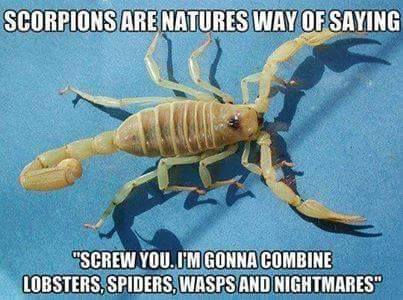memes - Scorpions Are Natures Way Of Saying "Screw You.U'M Gonna Combine Lobsters, Spiders, Wasps And Nightmares"