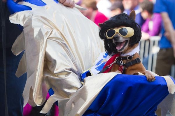 Barkus - the Mardi Gras parade