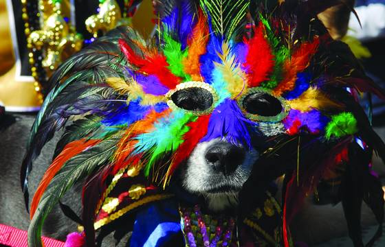 Barkus - the Mardi Gras parade