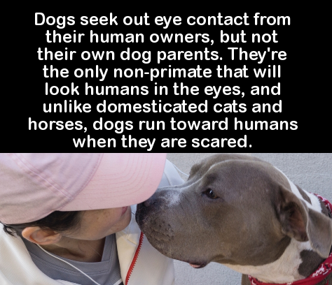 meet someone you two get - Dogs seek out eye contact from their human owners, but not their own dog parents. They're the only nonprimate that will look humans in the eyes, and un domesticated cats and horses, dogs run toward humans when they are scared.