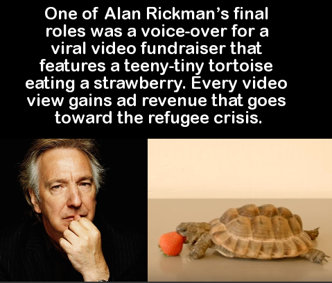 alan rickman - One of Alan Rickman's final roles was a voiceover for a viral video fundraiser that features a teenytiny tortoise eating a strawberry. Every video view gains ad revenue that goes toward the refugee crisis.