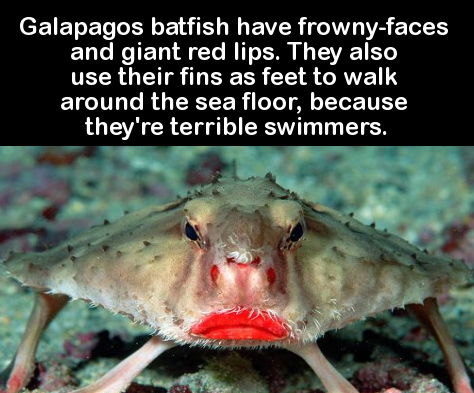 rosy lipped batfish - Galapagos batfish have frownyfaces and giant red lips. They also use their fins as feet to walk around the sea floor, because they're terrible swimmers.