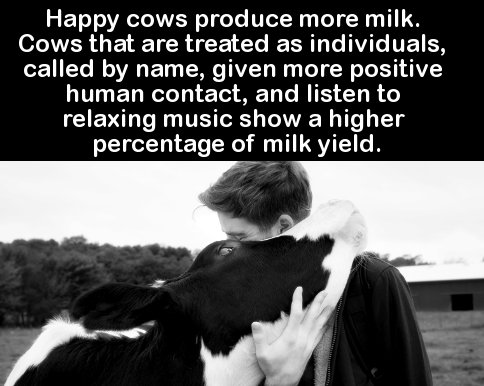 friendship - 'Happy cows produce more milk. Cows that are treated as individuals, called by name, given more positive human contact, and listen to relaxing music show a higher percentage of milk yield.