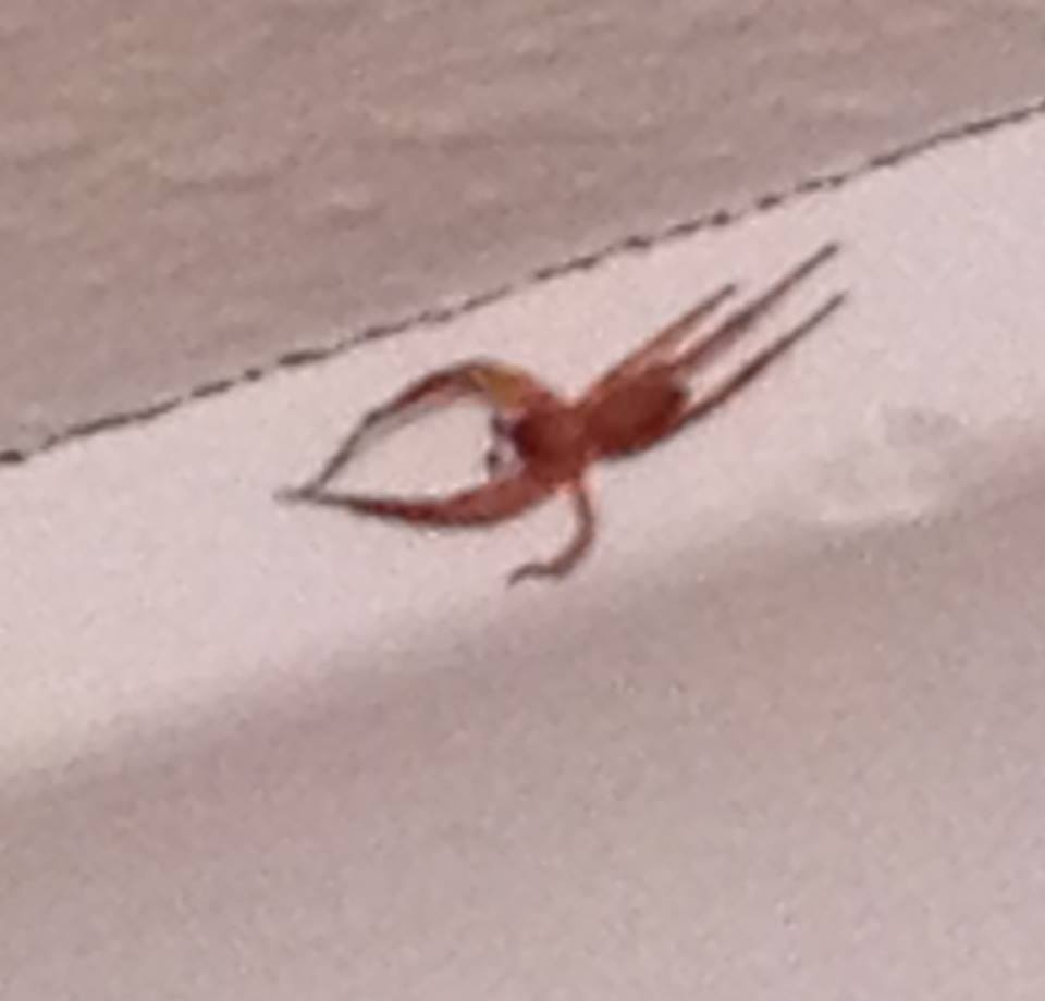 This was on my ceiling. Still not sure whether it was a bizarre spider or a squid that magically appeared