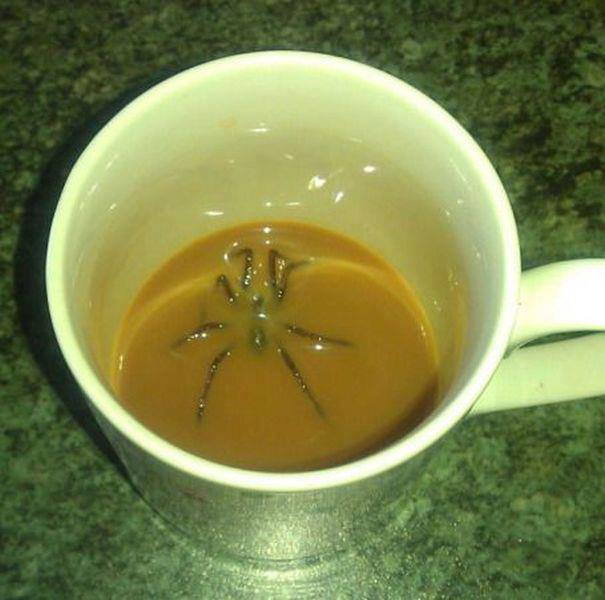 spider in coffee