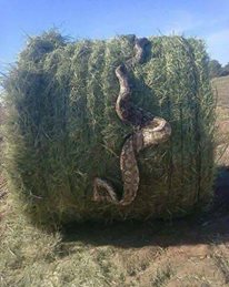snake in a hay bale