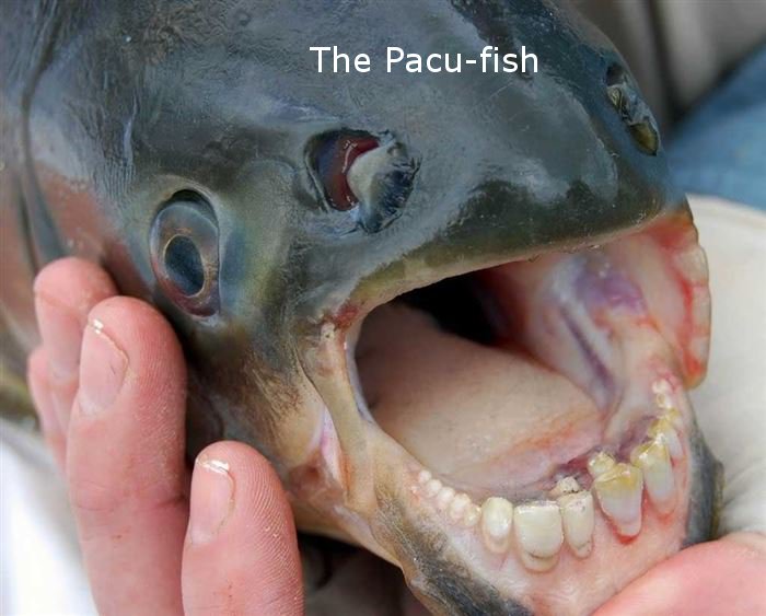 penis fish - The Pacufish