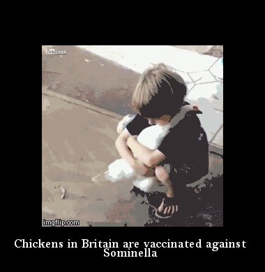 love chicken gif - imgflip.com Chickens in Britain are vaccinated against Sominella