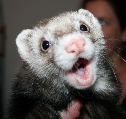 It's National Ferret Day