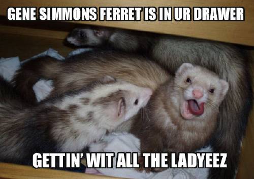 It's National Ferret Day