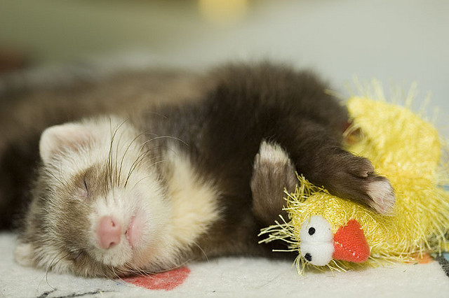 It's National Ferret Day